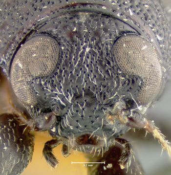 Media type: image;   Entomology 24979 Aspect: head frontal view